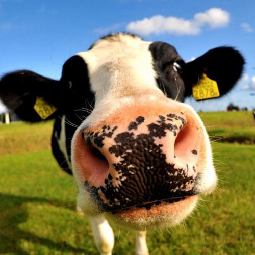 Mallster70's profile picture. Rearing beef cattle in North Shropshire. Tell it how it is. Out of EU and get rid of CAP now! anti AD activist...its ruining farming in the UK.