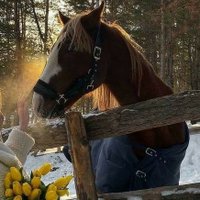 ســاره نــور 🕊 (@isaraah_) 's Twitter Profile