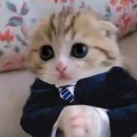 Troncat (@komfykatto) 's Twitter Profile