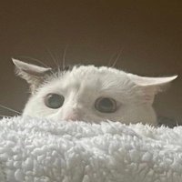 Pablo (@pablothecatto) 's Twitter Profile