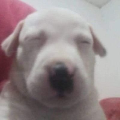 di_idk_'s profile picture. 🏳️‍🌈