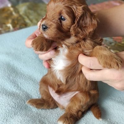 Ruby Cavalier King Charles Spaniel
I've had a total of 8 pups
Instagram : https://t.co/aaImHq18UZ
Youtube: https://t.co/8ofPlKbxNx