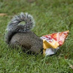 Work in preclinical 💊 Countryside lover 🦗🐗🌾Geopolitical stuff and squirrels.
Posts are speculative.