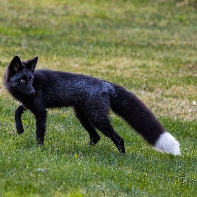 AgayKhajiit's profile picture. They/Them