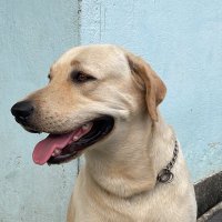 Sarabjot (@rubbervduck) 's Twitter Profile