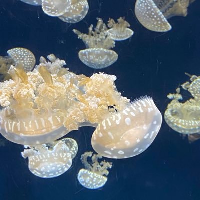 mydoubledeezz's profile picture. Closet gay patriot, swallows ivermectin bottles for lunch, hates women, gun lover, crypto bro, Jesus, Nigerian-Indian Blond hair blue eyed MAGA. Stir the pot.