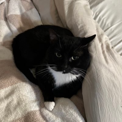 kenkraso's profile picture. 