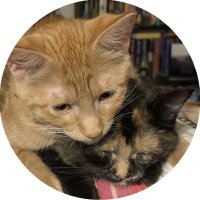 The Chili Pepper Cats (@chilipeppercats) 's Twitter Profile