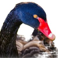 The_Bitcoin_Army (@the_btc_army) 's Twitter Profile