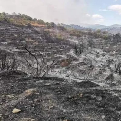 Dear All, after days of an absolute nightmare of raging fires in Estepona which has destroyed and caused an unimaginable damage to our Nature and Animals.
