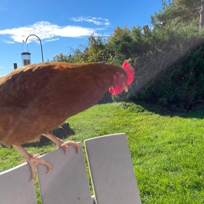 clauclau909's profile picture. 