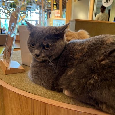 旅行と猫が大好きです🐈⬛ NISAで投資やポイ活などにも取り組んでいます✨ 他にも色々な情報を集めて生活に取り込んでいくのが趣味です😊 相互フォロー100%💓