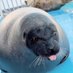 seal enjoyer (@sealfan123) Twitter profile photo seal enjoyer (@sealfan123) Twitter profile photo