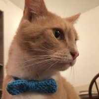 Sir Nigel Pyewacket, Gentleman and Pussy. (@nigelthepussy) 's Twitter Profile