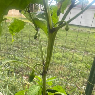 nicklucies2's profile picture. 