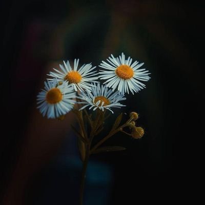 copypaste111222's profile picture. भारतीय 100% follow back milega