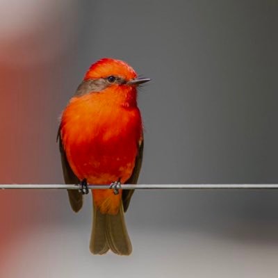 Gatsby26Welles's profile picture. Bullies, stalkers, children and sheep STAY AWAY …… coz it will be a waste of your time. And mine.