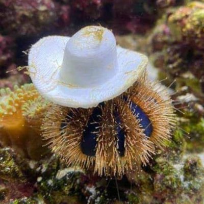 ExistenceLover7's profile picture. Blah blah
|He/Him | Sagittarius |