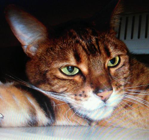 MillbrookCats's profile picture. Welcome to the Cattery at RSPCA Millbrook Animal Centre, Chobham, Surrey.