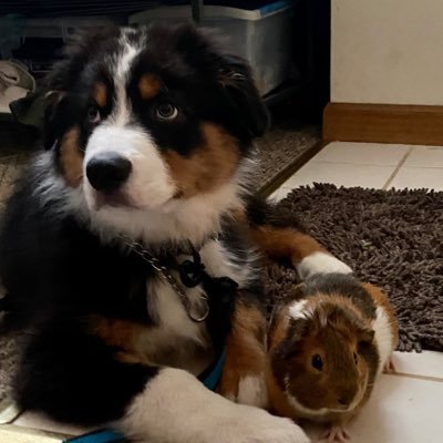 I love and care about God Jesus, and the Holy Spirit Im filled with. Secondly I cherish my Husband , daughter,  son, Duke the Aussie, and two Guinea pigs.