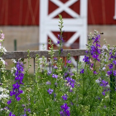 Country loving lady. I garden BIG. A Christian. A Patriot. Freedom lover. Love learning about herbal remedies. It's all things organic/naturopathic.