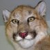 🌻📗 Ketho the Stupid Puma 📗🌻 (@stupidpuma69) Twitter profile photo 🌻📗 Ketho the Stupid Puma 📗🌻 (@stupidpuma69) Twitter profile photo