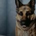 A Bad Pet (@a_bad_pet) Twitter profile photo A Bad Pet (@a_bad_pet) Twitter profile photo