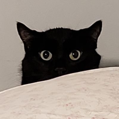CharoChaos's profile picture. Some kind of weird dog meme gamer trash weak for cute clothes and pretty virtual guns | He/They, 28, pan gay, transmasc af, nby af, generally queer af