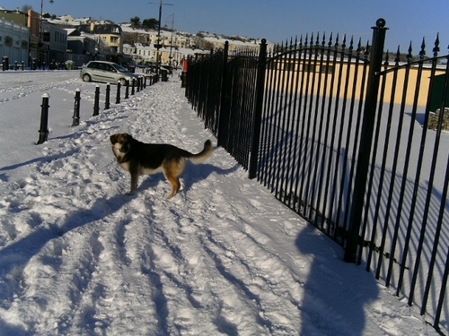 love the sea, love the sun,love to walk and love my dog, ally