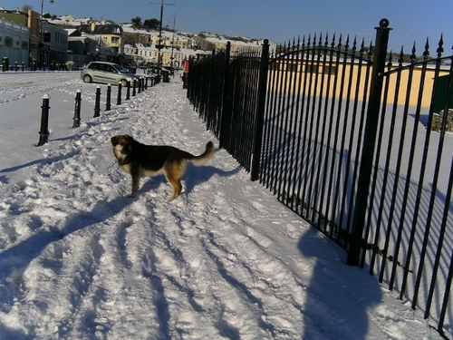 love the sea, love the sun,love to walk and love my dog, ally