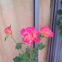 Norma. (@athenas152) 's Twitter Profile Photo