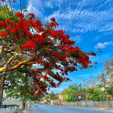 moritaHm9910's profile picture. Tampico Tamps 🐊🌴