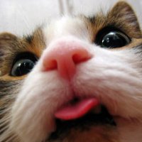 Jena Leannon (@jleannon51963) 's Twitter Profile