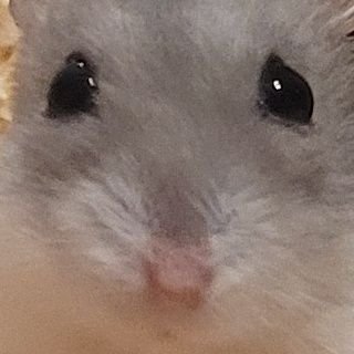 I tweet pictures of my hamster here. Can also be found in random replies (not necessarily related to hamsters) and I think thats all because character limi