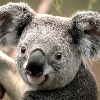 langtu175431's profile picture. 