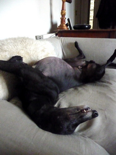 Ludo the greyhound.  Irish ex-racetrack star, dog refuge survivor, now living with lady writer in Edinburgh.