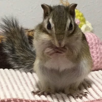 @koharucyan0303に移動しましたフォロー宜しくお願いします2019年3/3生まれのシマリス🐿宜しくお願いします ハンドメイドも大好きで編みぐるみも作ってます😊 ミンネにも出品してますので良かったら見て下さいね♪ https://t.co/rKLWPV9h3J
