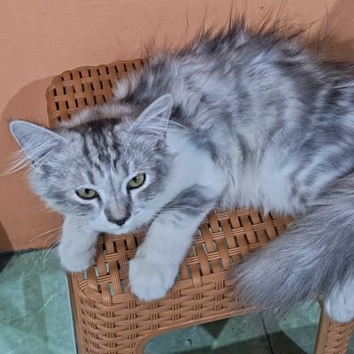 leeyyyv's profile picture. 