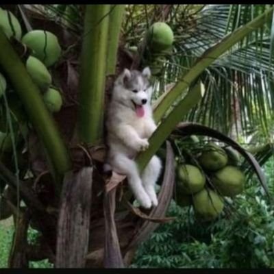 faynyax's profile picture. Wife ,Dark Berry.