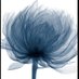 عليا. (@mul_alia) Twitter profile photo عليا. (@mul_alia) Twitter profile photo