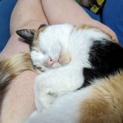 A 17 year old calico who embraces the naughty tortie stereotype, posting from the backlog of approximately 11 billion photos taken by her mum.