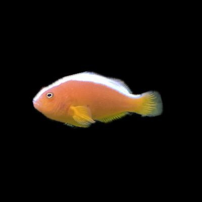 pkfz_cow's profile picture. 気になる社会、情報収集アカ。※エロ 、ビジネス勧誘お断ります。