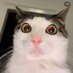 Crunchycat Luna (@monkeycatluna) Twitter profile photo Crunchycat Luna (@monkeycatluna) Twitter profile photo