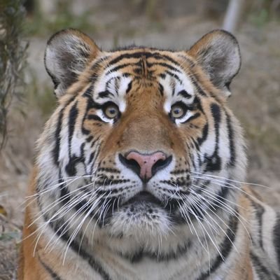 yokko7111's profile picture. 動物好きです😊
ヨロシクお願いします🐯🐘🦁
仔トラたちもそれぞれの道を歩み始めています🌸