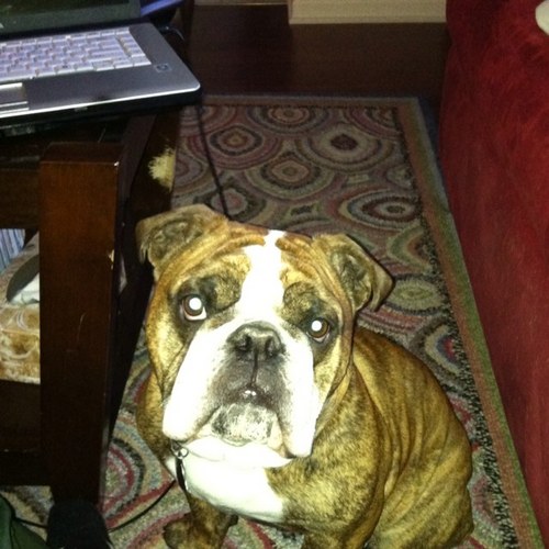 trltweet's profile picture. 