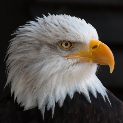 || #Wildlife | Cricket | StockMarket | #Movies | Random post ||