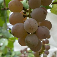 K.Mura.OK🍷 (@keimuraoka) 's Twitter Profile