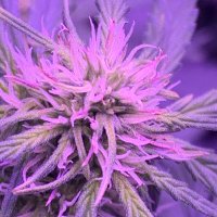 big john😎😎🍀🪴🍄💨 (@underdogstevej) 's Twitter Profile
