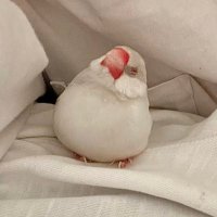 ぽてさら (@bun_t3) 's Twitter Profile