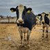 Dairy Farmer (@farmerdairy58) Twitter profile photo Dairy Farmer (@farmerdairy58) Twitter profile photo